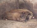 Juan has three grown pigs, two females and one male. It's recommended that there be at least 6 pigs for there to be enough waste to put into the biodigester.