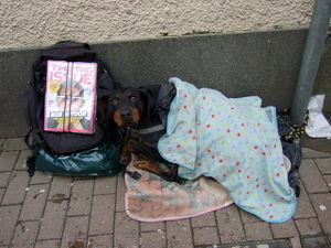 Street vendor's dog - geograph.org.uk.jpg