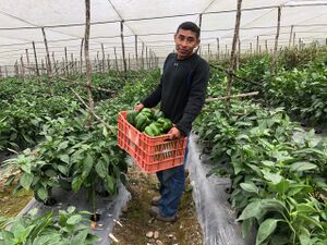 Vinculación de mercados2.jpg