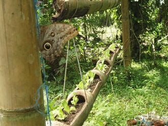 330px-A_Bamboo_Planter_1.jpg