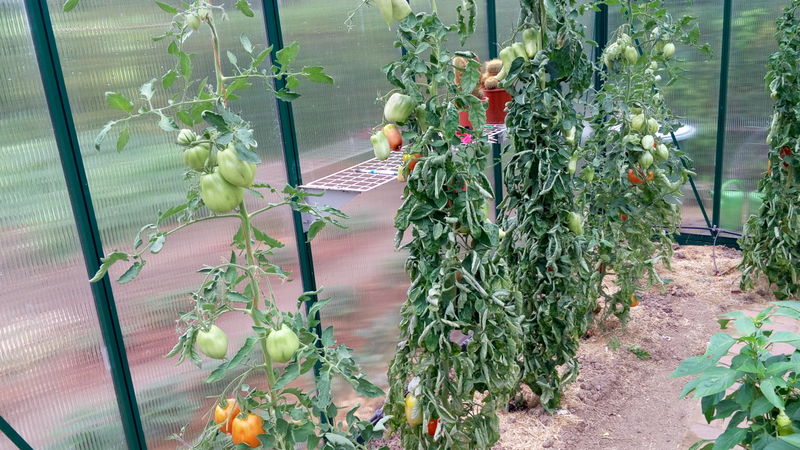 File:4 Aug 15 Left Side Tomatoes.jpg