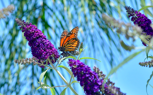 Buddlejawithbfly.png