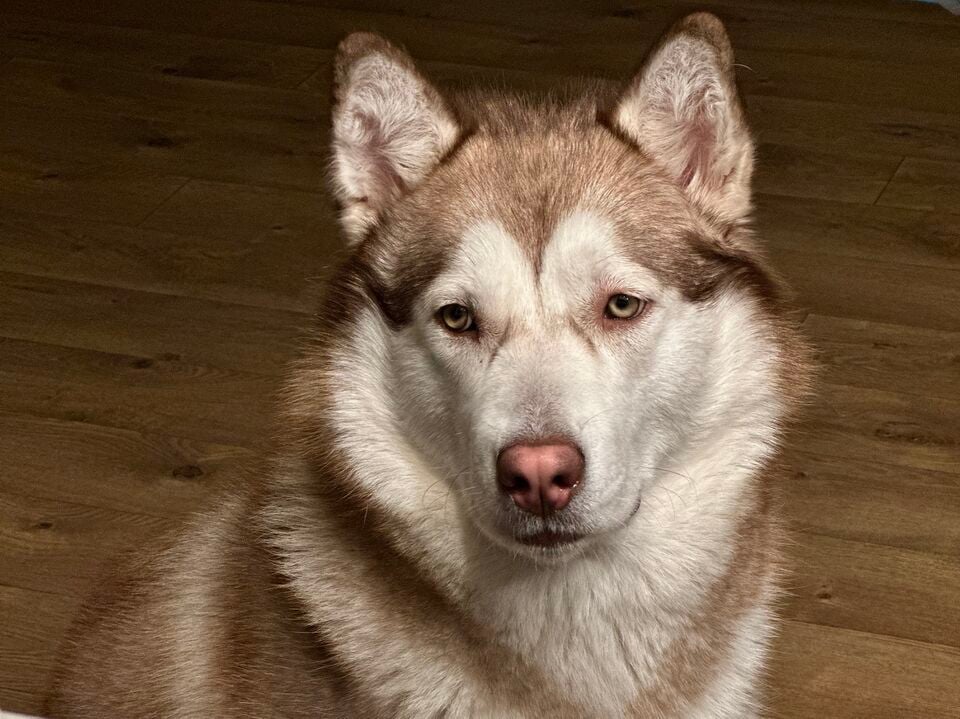 File:Mocha Portrait .jpg