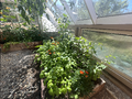 Lots of basil
