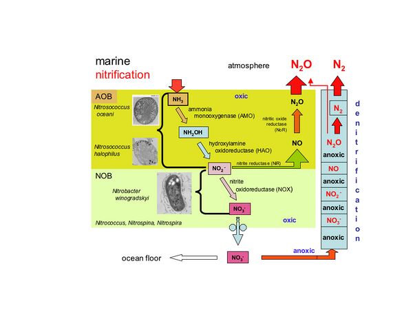 File:Nitrification.jpg