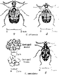 Thumbnail for version as of 01:26, 6 January 2007