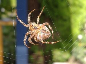 330px-Araneus_diadematus_underside_2.jpg