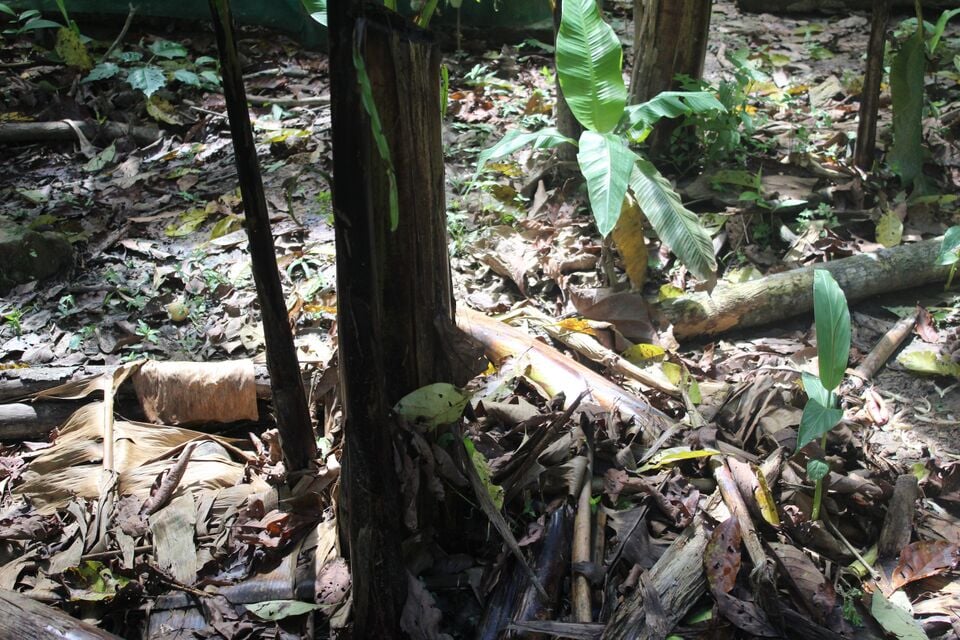 File:Bmulch3.JPG