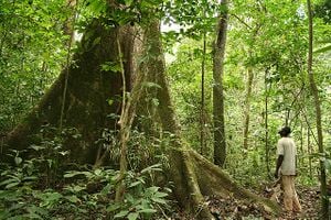 Rainforest Gabon.jpg