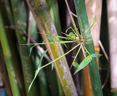 Natural bamboo poles showing hollow structure for orthopedic simulation