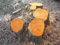 A recently coppiced alder stool in Hampshire