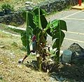 Planting banana trees near the basketball courts