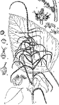 Thumbnail for version as of 01:24, 6 January 2007