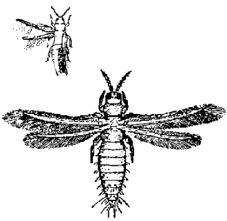 330px-P207B.GIF