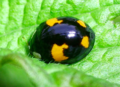 Undulate lady beetle