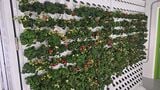 Maintaining the Agrivoltaic Agrotunnel - Project planning, data acquisition, team leading.