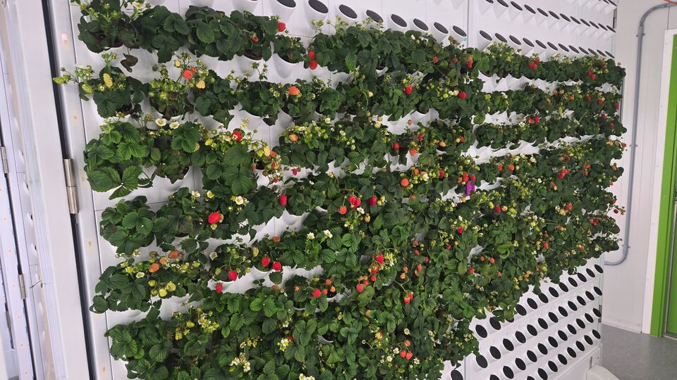 File:Strawberry wall.jpg