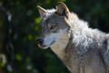 Greywolf1.jpg
