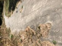 250px-Pine_Resin_%28Pot-holes%29.jpeg