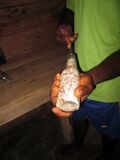 120px-Mush8.JPG