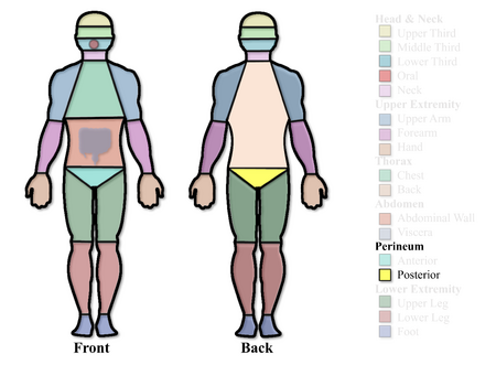 Posterior Perineum Region.png