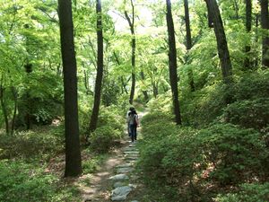 Japan forest adventure by robo ky ii-d2zpfiv.jpg