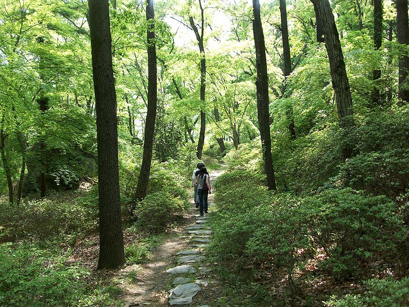 File:Japan forest adventure by robo ky ii-d2zpfiv.jpg