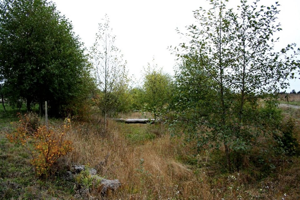 File:Potawot forest 2.jpg