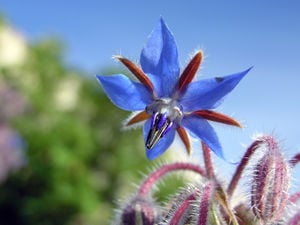 Figure-17: An example of an edible flower, borage, is shown.