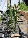 Millcreek greywater A residential greywater processor