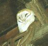 Barnowl.jpg