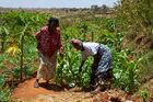 WomensmallholderfarmersinKenya.jpg