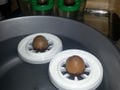 Impression 3D - Support de germination pour noyau d'avocat - Édition flottante