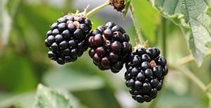 Blackberries01.jpg