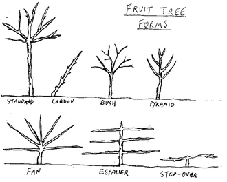 330px-Fruittreeforms.png