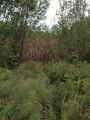 Looking into the "Too-Mahnocks Pond", vegetation become increasingly thick.