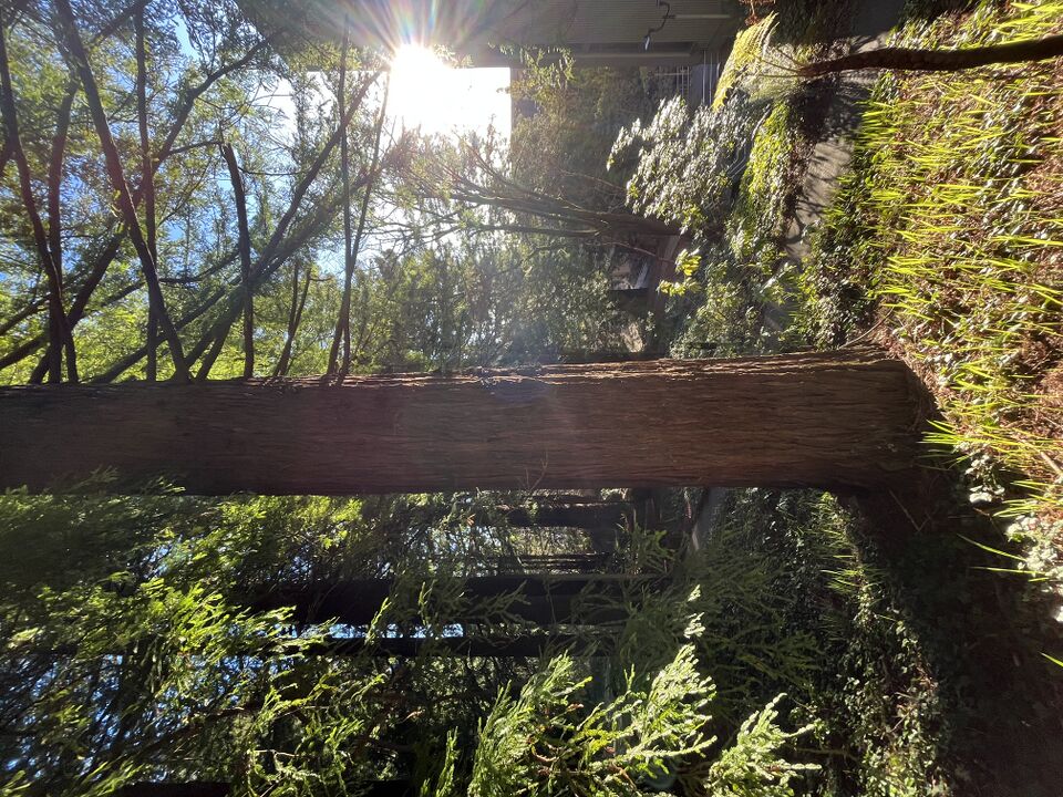 File:Redwoods123.jpg