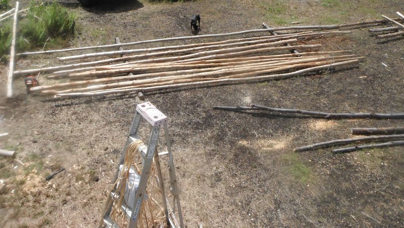 File:Reciprocal Roof Construction 2 Rafter poles staged and ready.jpg