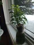 Easy Air Powered hydroponic system))