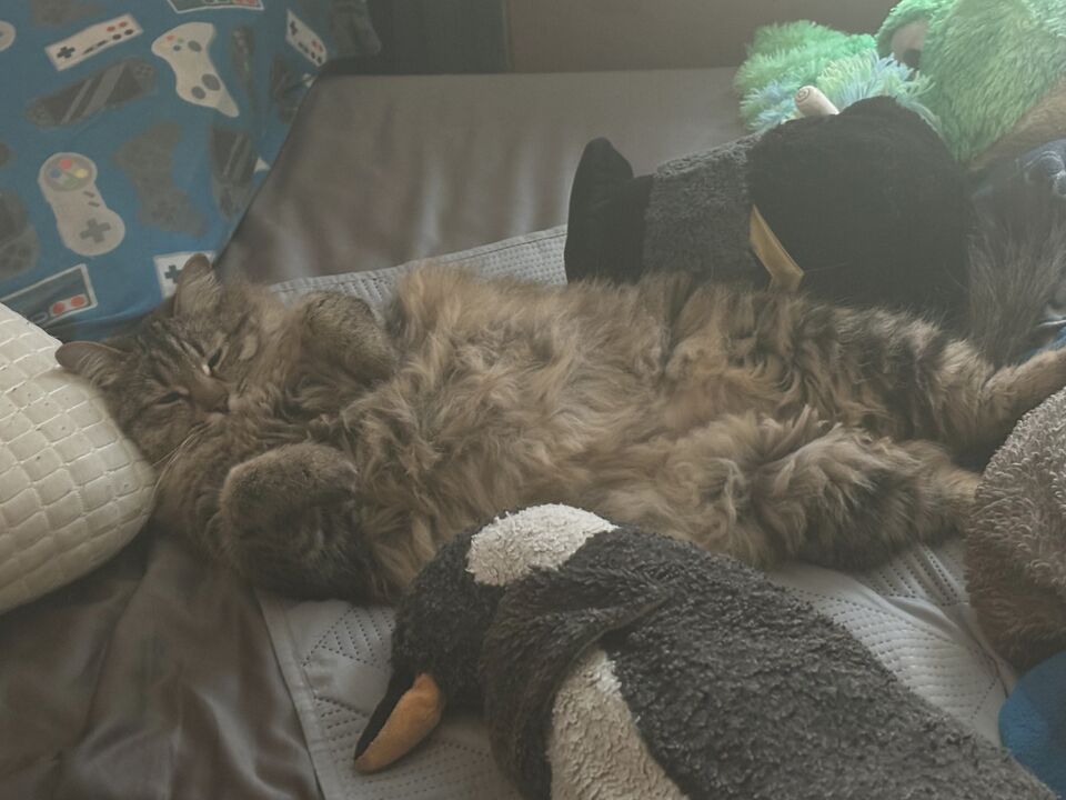 File:Alec TiredCat ProfilePic.jpg