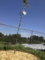 Figure-6: Asian Pear Tree Planter.