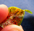 Thumbnail for version as of 09:12, 7 January 2016