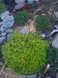 Top right is lavender scented Thyme, top left is lemon Thyme, Thyme on the bottom center as well