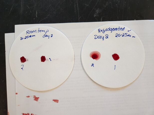File:Blood droplet day 2.jpg