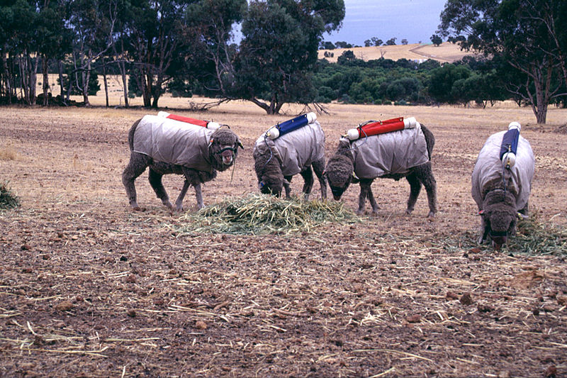 File:CSIRO ScienceImage 1898 Testing Sheep for Methane Production.jpg