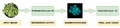 Two-Stage Deep Learning Model for Non-Destructive Leaf Counting in Tomato Crops
