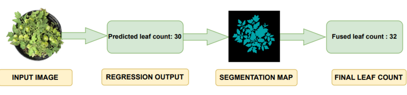 Two-Stage Deep Learning Model for Non-Destructive Leaf Counting in Tomato Crops