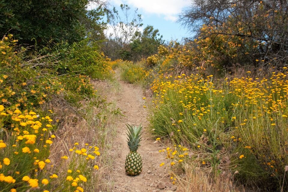 File:Rick Thomas Pineapple.jpg