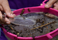 Identificación y recolección de macroinvertebrados acuáticos con instrumentos accesibles para el monitoreo comunitario.