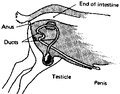 Thumbnail for version as of 01:24, 6 January 2007